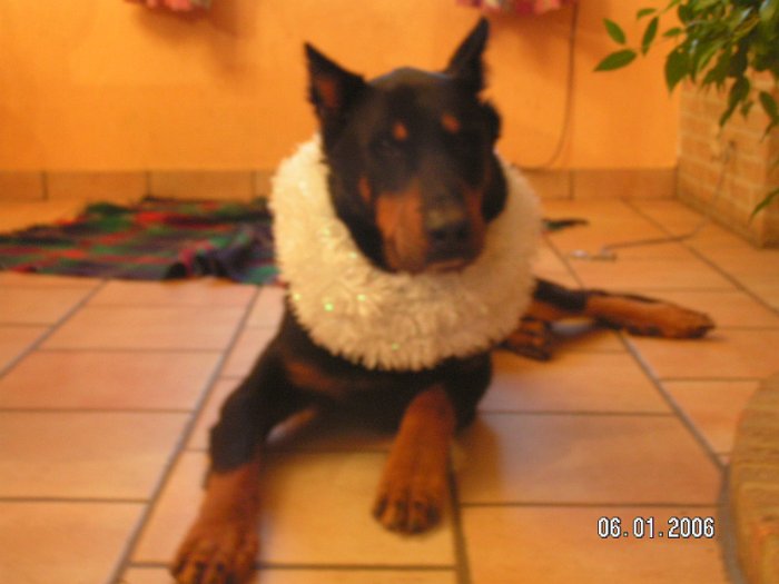 Strauss de la tuile aux loups (17)